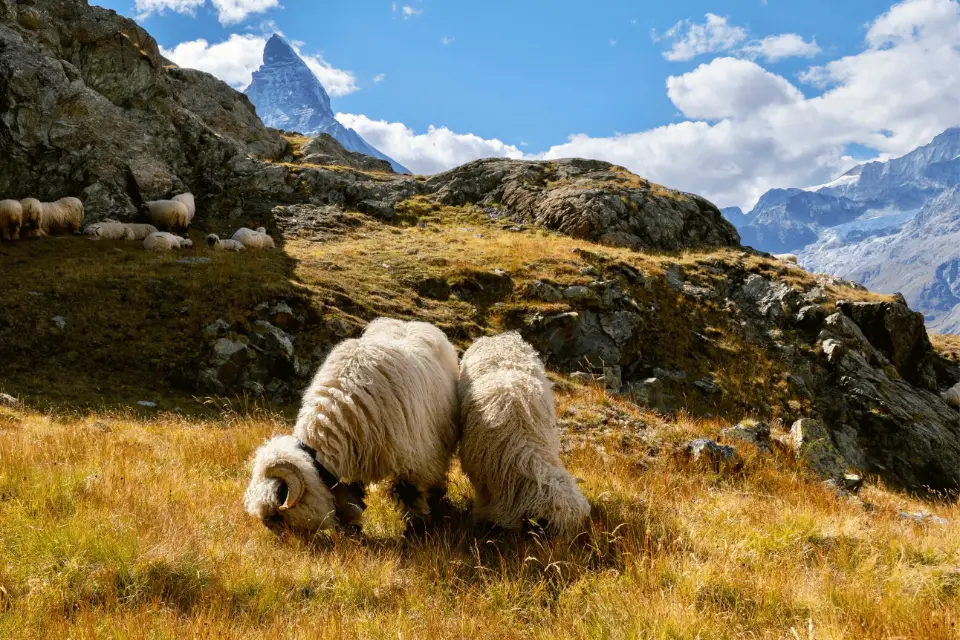 Moutons nez noir du Valais paissant sur un alpage, le Cervin en arrière-plan
