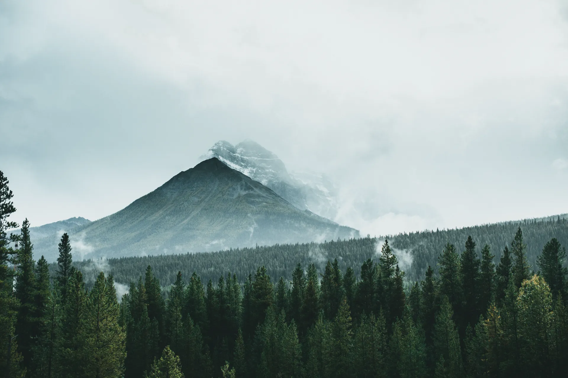 Sommet dans la brume au-dessus d'une forêt de conifères